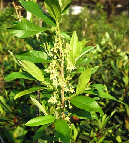 Kiggelaria africana in flower