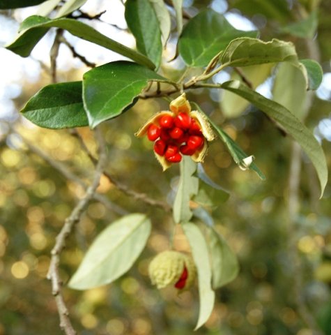 Kiggelaria africana