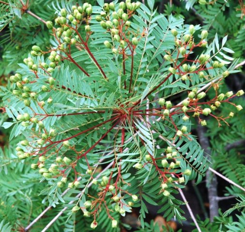 Kirkia wilmsii