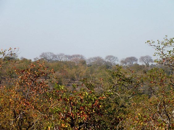 Kirkia acuminata leafless in winter
