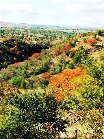 Kirkia wilmsii autumn leaves