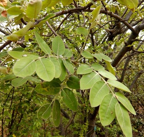 Lannea discolor pale leaves