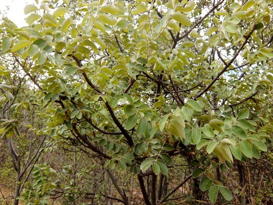 Lannea discolor
