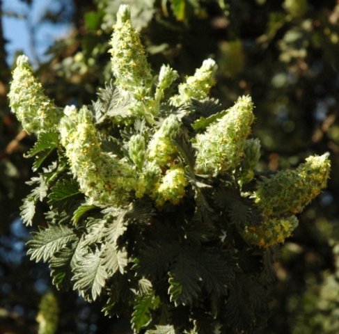 Leucosidea sericea 