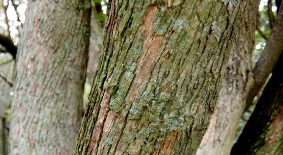 Millettia grandis stems