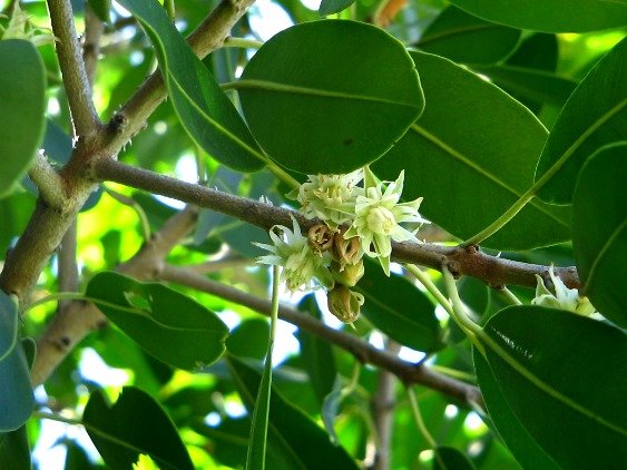 Mimusops zeyheri flowers among the leaves