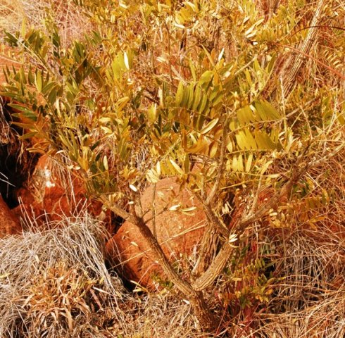 Mundulea sericea subsp. sericea stem