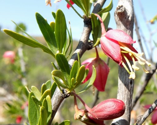 Nymania capensis leaves and flowers