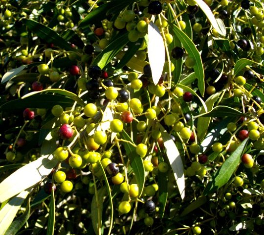 Olea europaea subsp. africana