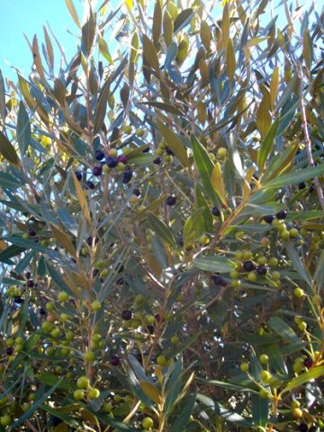 Olea europaea subsp. africana leaves