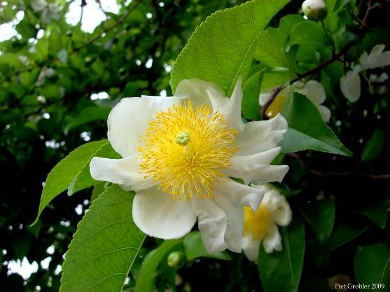 Oncoba spinosa 
