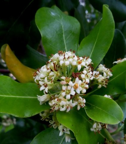 Pittosporum viridiflorum inflorescence