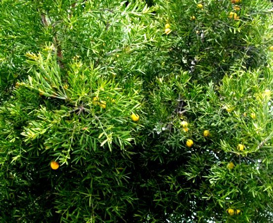 Podocarpus falcatus