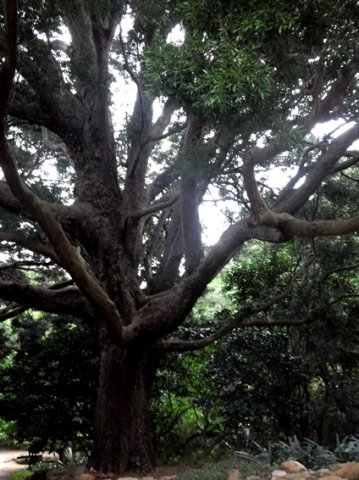 Podocarpus falcatus big branches