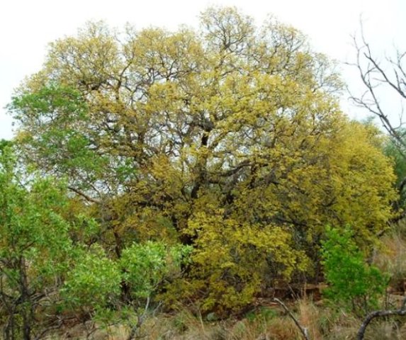 Pseudolachnostylis maprouneifolia