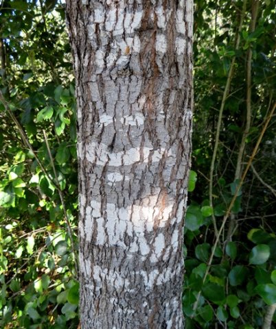 Psydrax obovata subsp. obovata stem