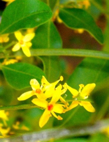 Ptaeroxylon obliquum flowers