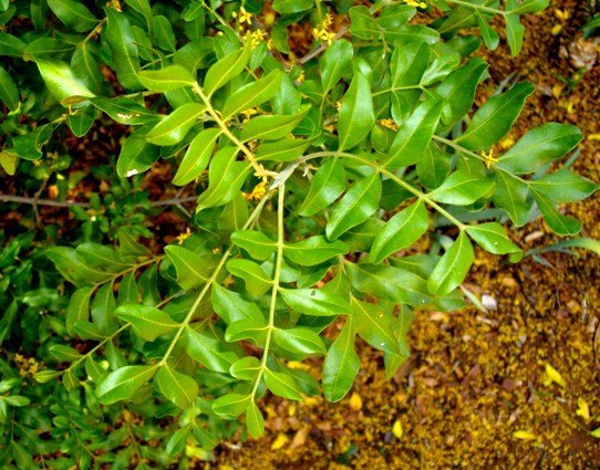 Ptaeroxylon obliquum