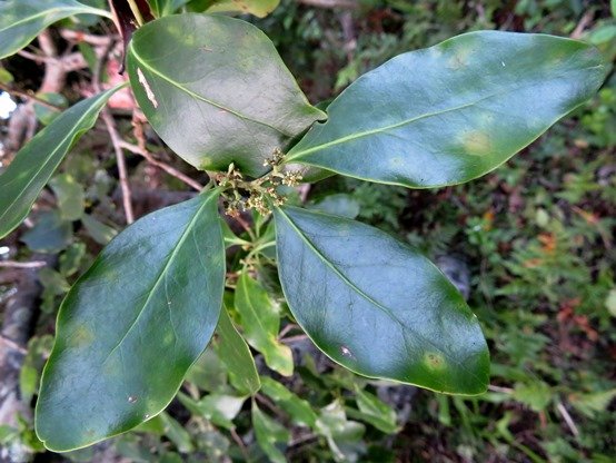 Pterocelastrus tricuspidatus leaves