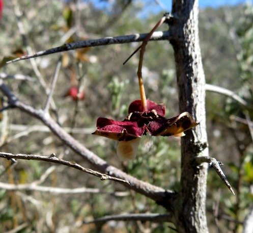 Putterlickia pyracantha capsule extended