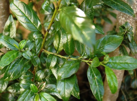 Rhamnus prinoides
