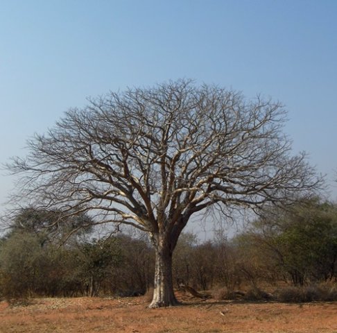Schinziophyton rautanenii 