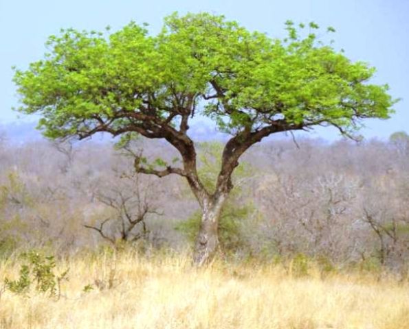 Sclerocarya birrea subsp. caffra