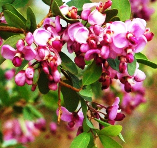 Securidaca longepedunculata flowers