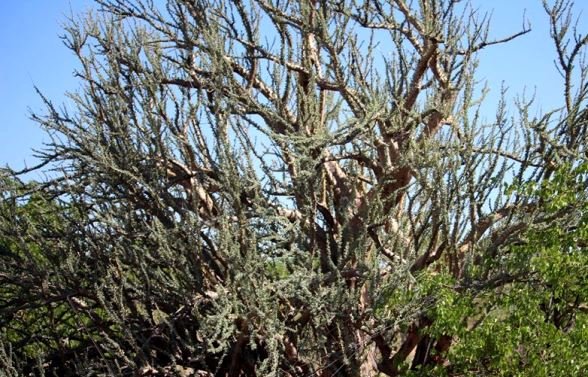 Sesamothamnus lugardii