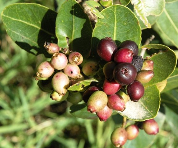 Syzygium cordatum fruit in varying stages of ripening