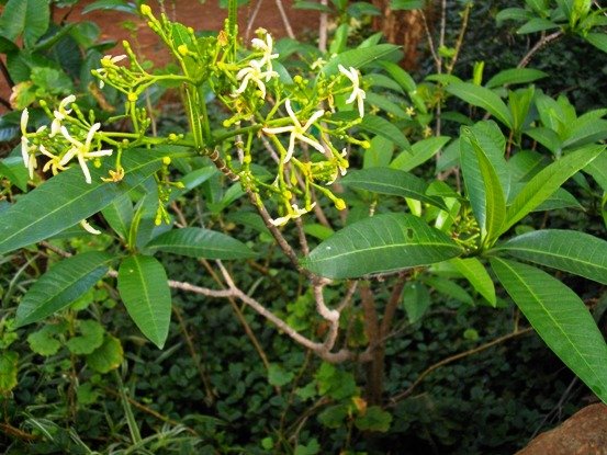 Tabernaemontana elegans