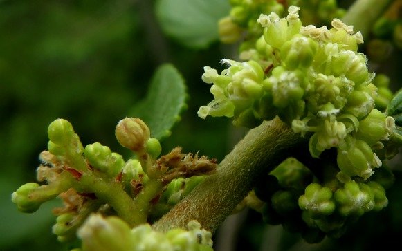 Trema orientalis flowers