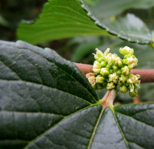 Trema orientalis leaf base