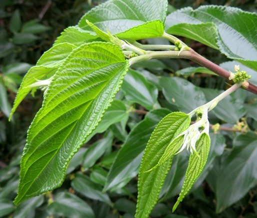 Trema orientalis new leaves