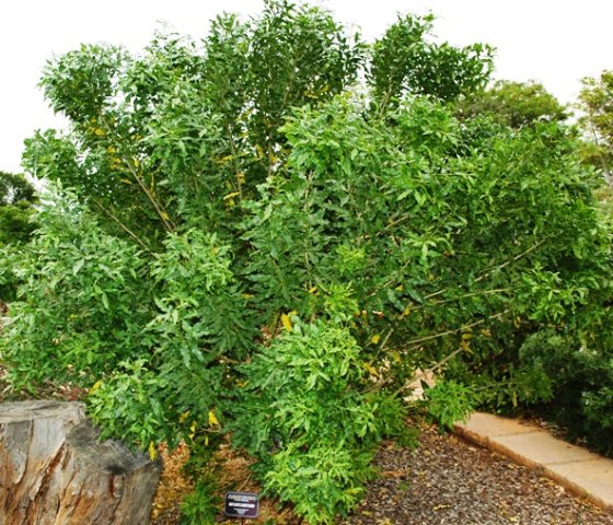 Vepris lanceolata