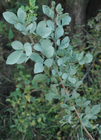 Vitex zeyheri