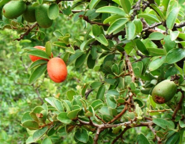 Ximenia caffra