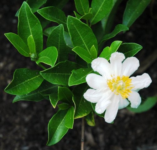 Xylotheca kraussiana