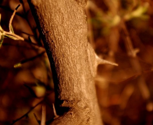 Zanthoxylum capense young stem