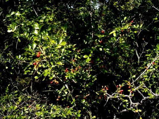 Zanthoxylum capense