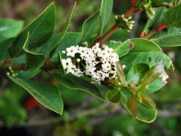 Acokanthera oppositifolia