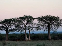 Adansonia digitata young trees