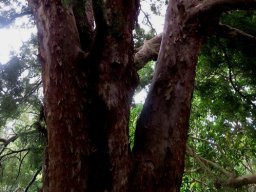 Podocarpus falcatus large stems