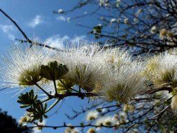Albizia anthelmintica
