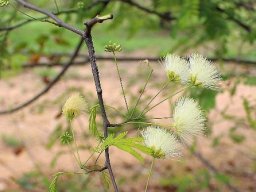 Albizia