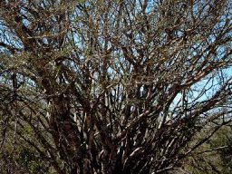 Albizia petersiana subsp. evansii