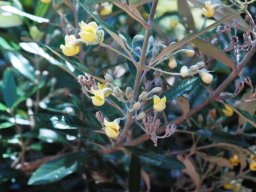 Anastrabe integerrima