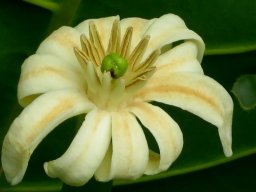 Anthocleista grandiflora flower