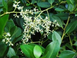 Apodytes dimidiata flowers