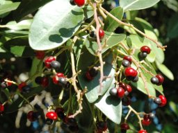 Apodytes dimidiata fruit